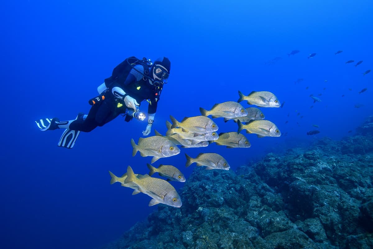 Mężczyzna podczas nurkowania patrzy na ryby